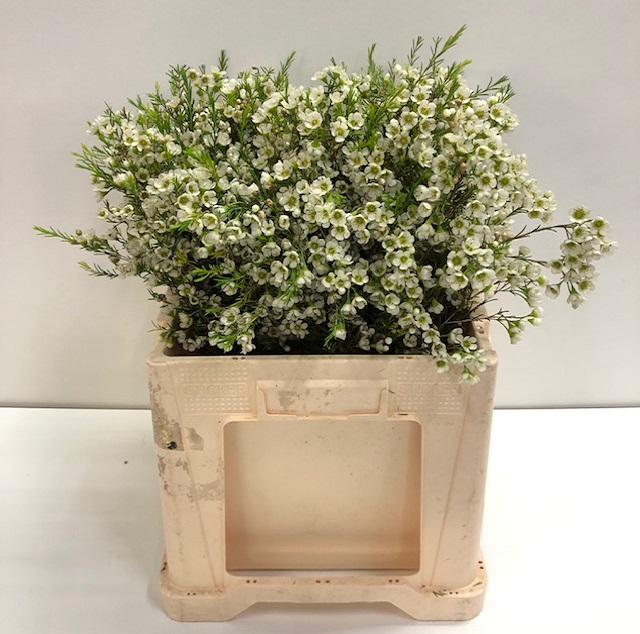 Chamelaucium crystal pearl.jpg